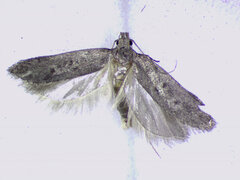 Filatima abactella