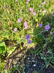 Erodium cicutarium