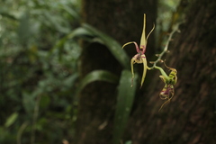 Brassia verrucosa