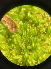Solenostoma gracillimum