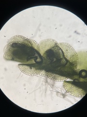 Solenostoma gracillimum