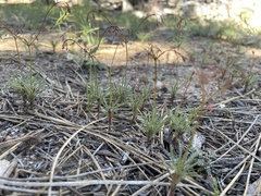 Eriogonum spergulinum