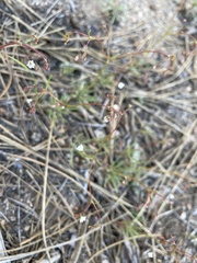 Eriogonum spergulinum