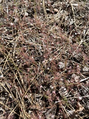 Eriogonum spergulinum