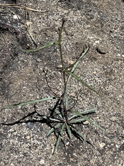 Stephanomeria lactucina