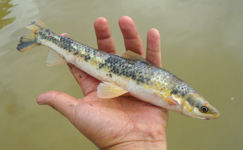 Silver headstander (Rhytiodus argenteofuscus) — Anostomidae