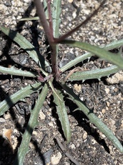 Stephanomeria lactucina