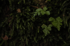 Asplenium pumilum