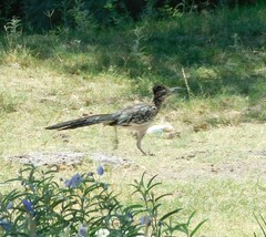 Geococcyx californianus