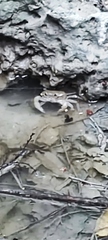 Geothelphusa makatao