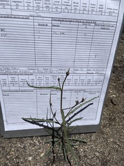 Stephanomeria lactucina