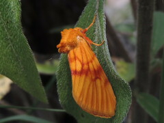 Eulithosia miaiphona