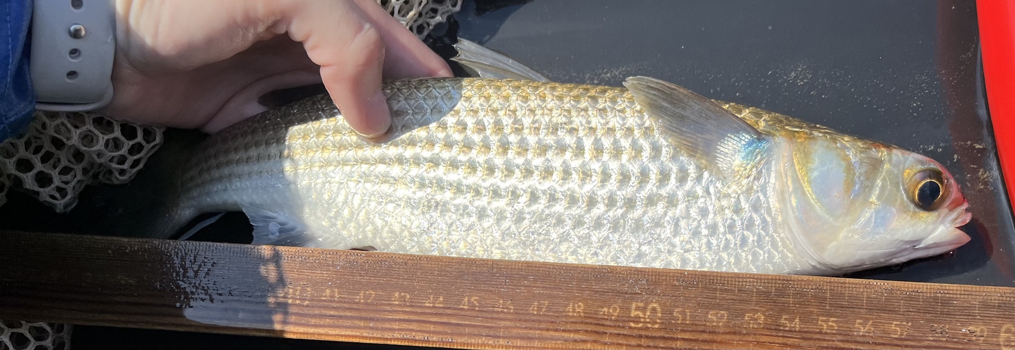 belanak, beyah, black mullet, bouri, bully mullet, callifaver mullet, cipal, common mullet, flathead grey mullet, flathead mullet, gewöhnliche meeräsche, grey mullet, harder, haskefal, lisa, muge, mulet, mulet cabot, mullet, sea mullet, striped mullet