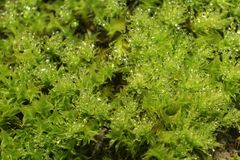 Triquetrella papillata