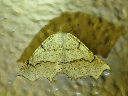 Eriplatymetra grotearia photo 3