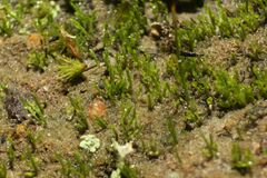 Eccremidium pulchellum