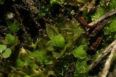 Pleurophascum occidentale