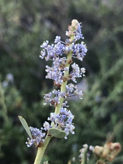 Ceanothus pendletonensis
