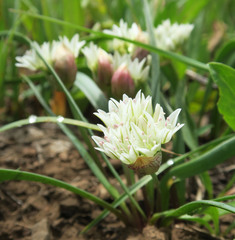 Allium brandegeei