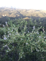Ceanothus pendletonensis