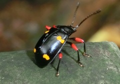 Eumorphus quadriguttatus