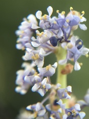 Ceanothus pendletonensis