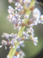 Ceanothus pendletonensis