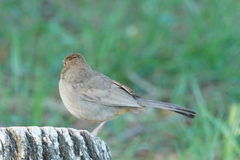 Melozone crissalis