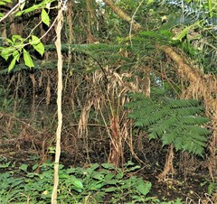 Cyathea capensis