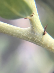 Ceanothus pendletonensis