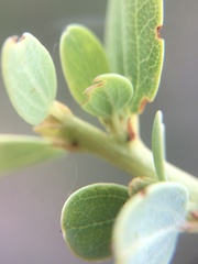Ceanothus pendletonensis
