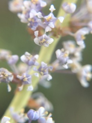 Ceanothus pendletonensis