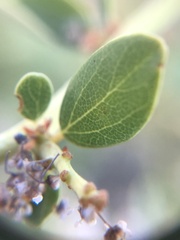 Ceanothus pendletonensis