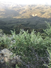 Ceanothus pendletonensis