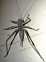 Capnobotes occidentalis