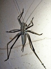 Capnobotes occidentalis