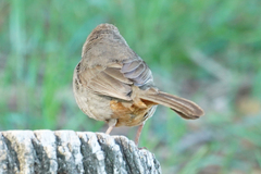 Melozone crissalis