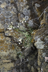 Allium vodopjanovae