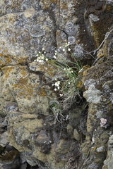 Allium vodopjanovae