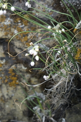 Allium vodopjanovae