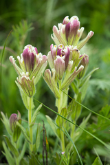 Castilleja chrysantha