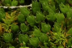 Pleurophascum occidentale