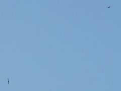 Hirundinidae