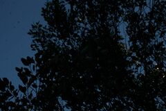 Eucalyptus vesiculosa