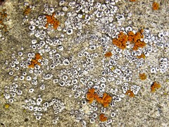 Acarospora strigata