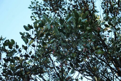Eucalyptus vesiculosa 2