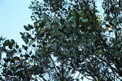 Eucalyptus vesiculosa
