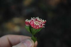Eucalyptus vesiculosa