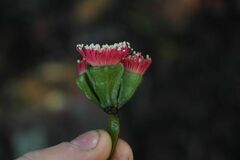 Eucalyptus vesiculosa