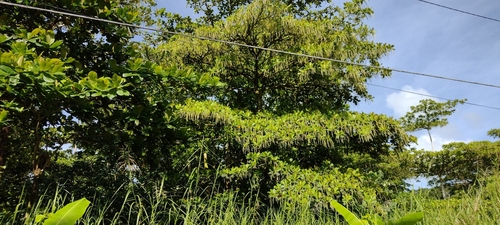 Terminalia carolinensis observed 2022-06-16